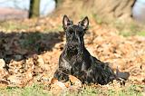 SCOTTISH TERRIER 116